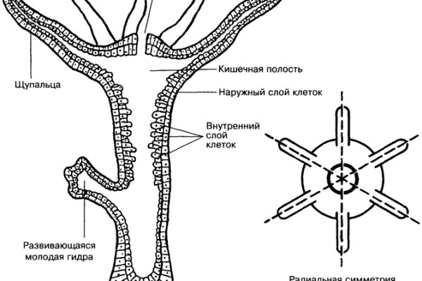 Ссылка на блекспрут форум