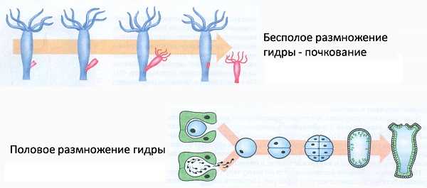 Блэк спрут отзывы